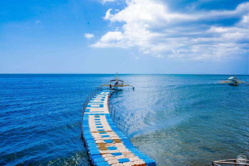 Whale Shark Interaction at Donsol Sorsogon by ZCHEDULISTA - Pricing & Value