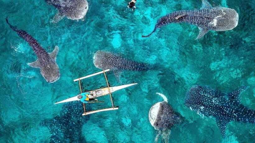 Whale Shark Interaction at Donsol Sorsogon by ZCHEDULISTA - Why Choose This Tour?