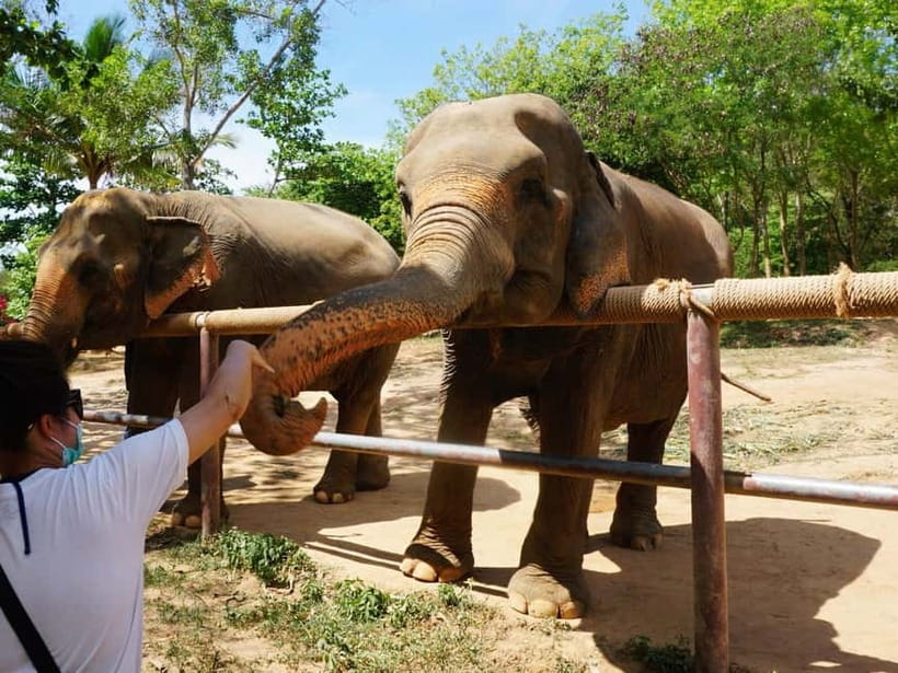 From Delhi: Taj Mahal, Agra Fort & Elephant Rescue Tour - Key Points