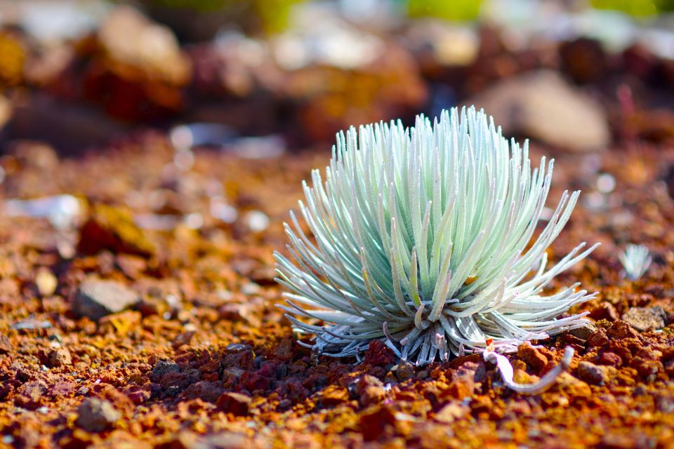 Maui: Haleakala Sunset and Stargazing Tour with Dinner - Maui: Haleakala Sunset and Stargazing Tour with Dinner