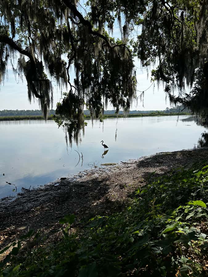 Charleston: Middleton Place Guided Tour with Lunch - Key Points