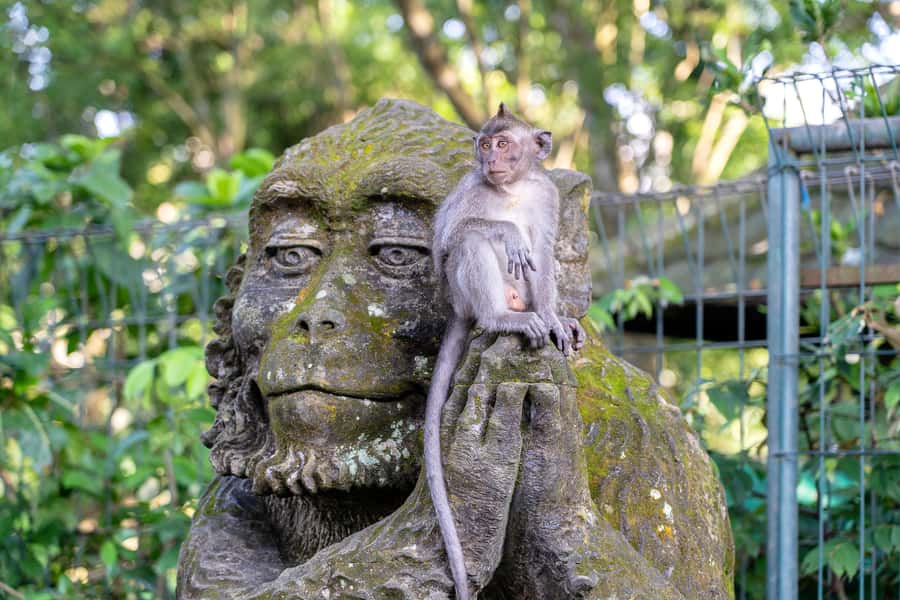 Ubud: Waterfall, Water Temple and Monkey forest Private Tour - FAQs