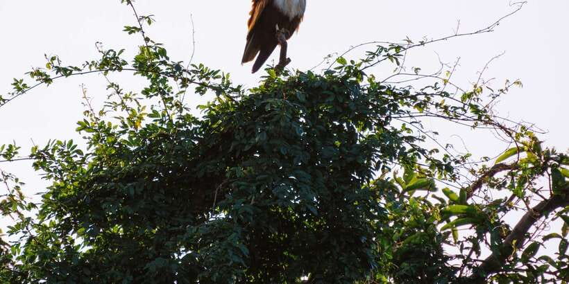 A Hidden Gem in Sigiriya: Magical Boat Journey. - Key Points