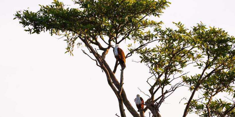 A Hidden Gem in Sigiriya: Magical Boat Journey. - What Makes This Tour Stand Out?