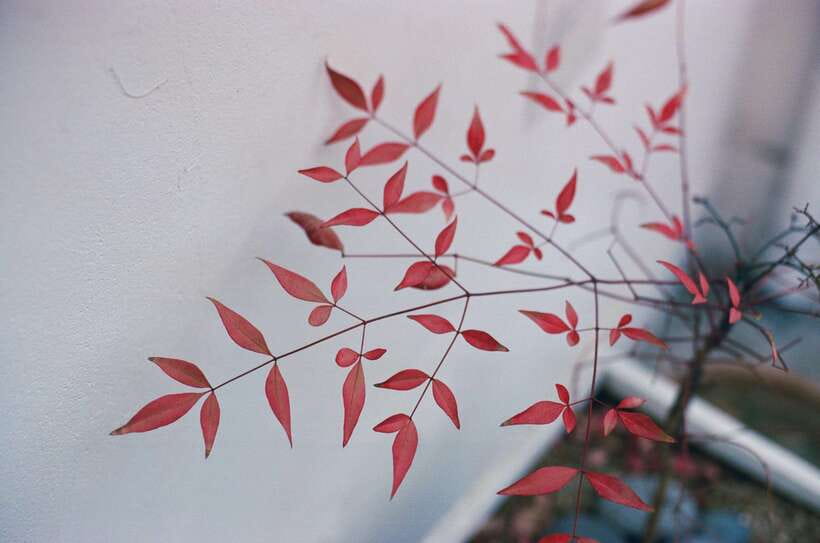 Seoul Film Camera Club - FAQ