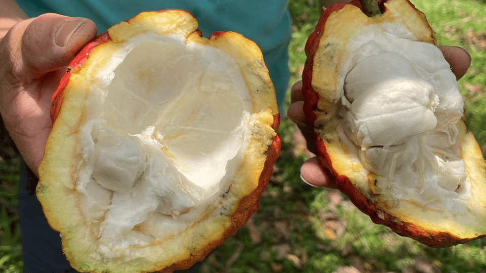 Private Tour of Chocolate Plantation and Processing - Who Should Book This Experience?