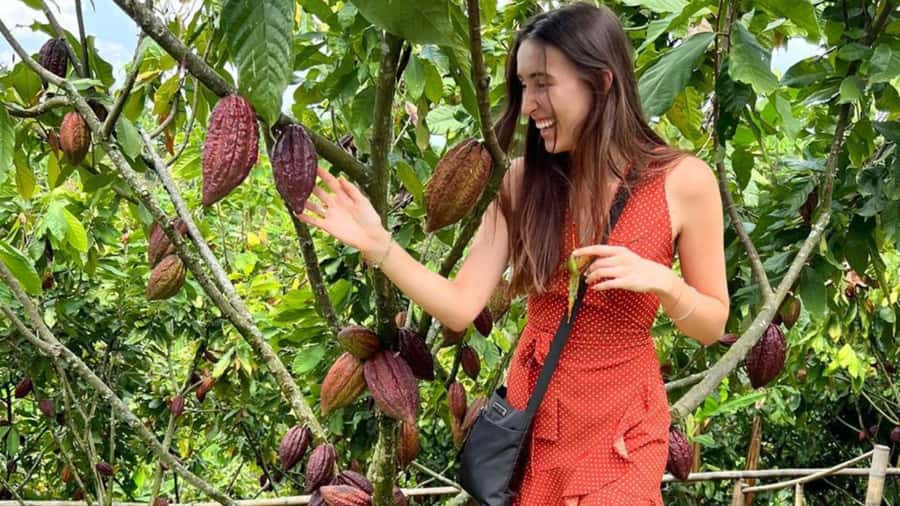 Private Tour of Chocolate Plantation and Processing - An In-Depth Look at the Chocolate Tour Experience