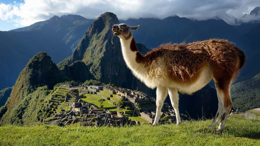 Machu Picchu One Day Trip from Cusco - Transportation and Comfort