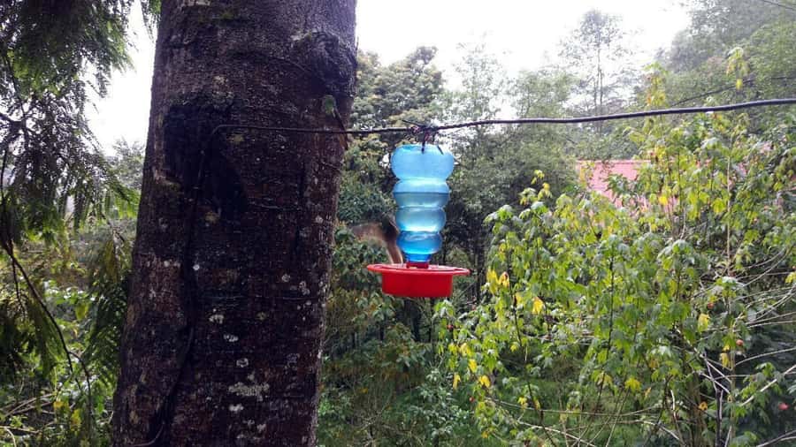 Trekking/Hiking in the Cocora Valley from Pereira or Armenia - FAQs