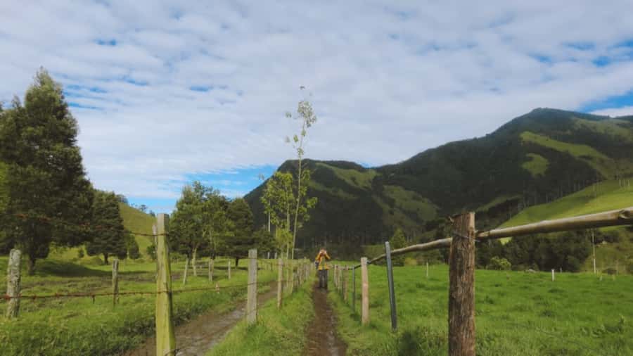 Trekking/Hiking in the Cocora Valley from Pereira or Armenia - Experience the Natural Beauty of Colombia’s Cocora Valley on a Trekking Adventure
