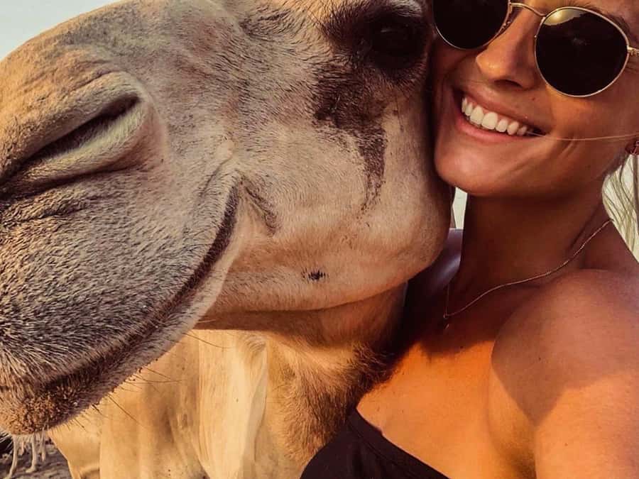 Ica / Huacachina: Camel Ride in the Peruvian Desert - Key Points