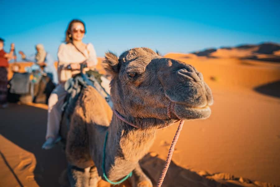 Ica / Huacachina: Camel Ride in the Peruvian Desert - Who Should Consider This Tour?