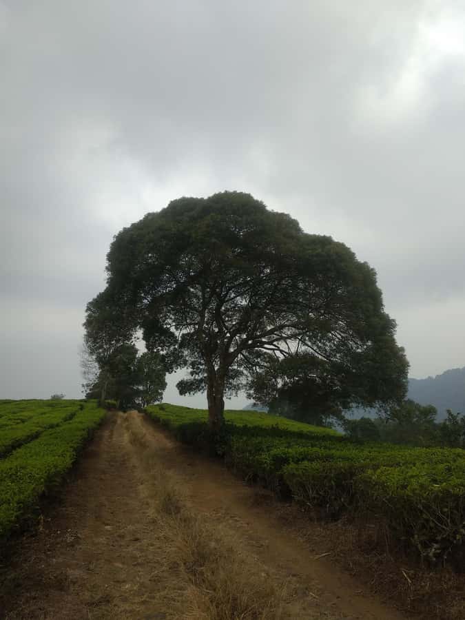 Jakarta: Waterfalls, Volcano, White Crater, Tea, Hot Spring - To sum it up