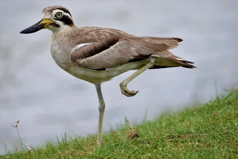 Arugambay :Pottuvil Lagoon Mangrove Eco Boat Safari Tours - Final Thoughts