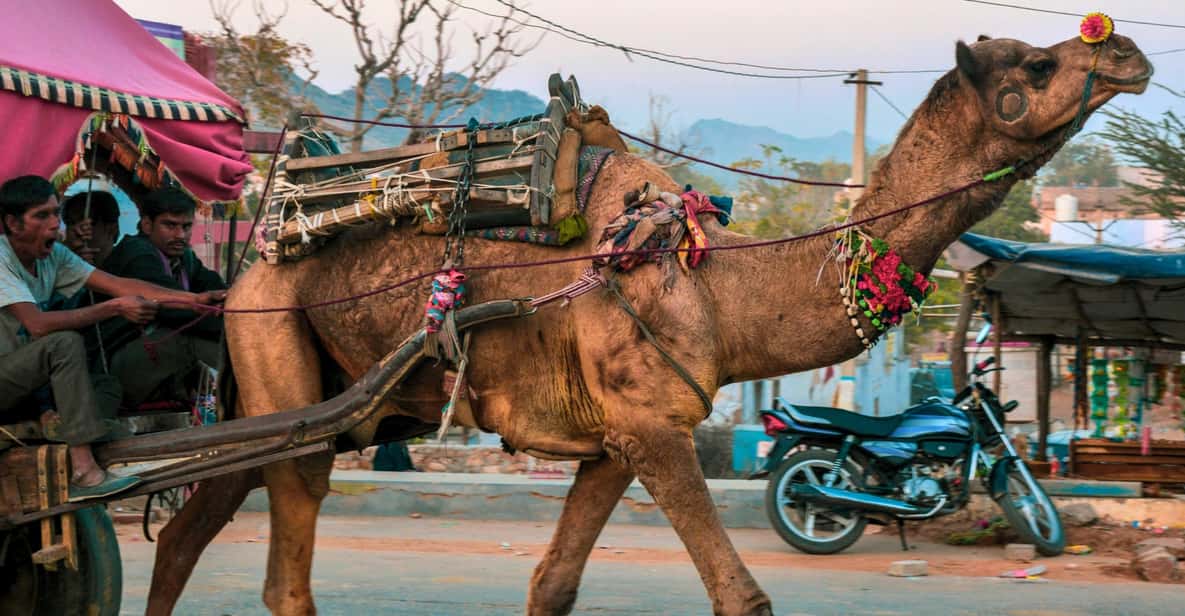 From Jaipur : Ajmer Pushkar Private Tour by Cab with Guide - Final Thoughts: Who Should Book This Tour?