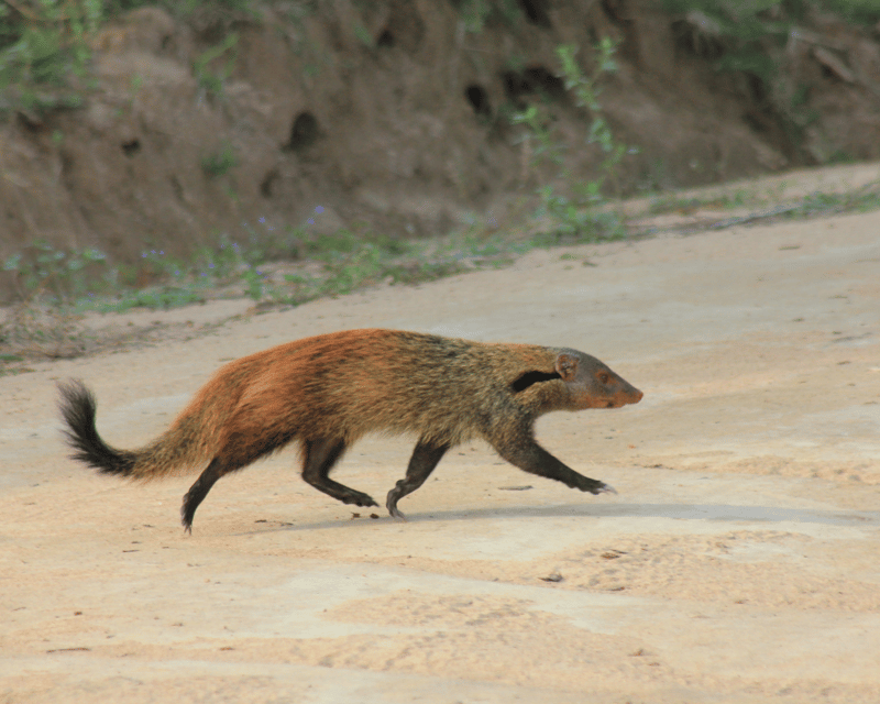 YALA National Park (7 - hours) Wildlife Safari Tour - Final Thoughts