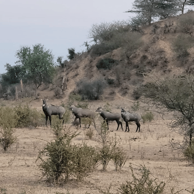 Desert Safari In Jodhpur - Who Will Love This Tour?