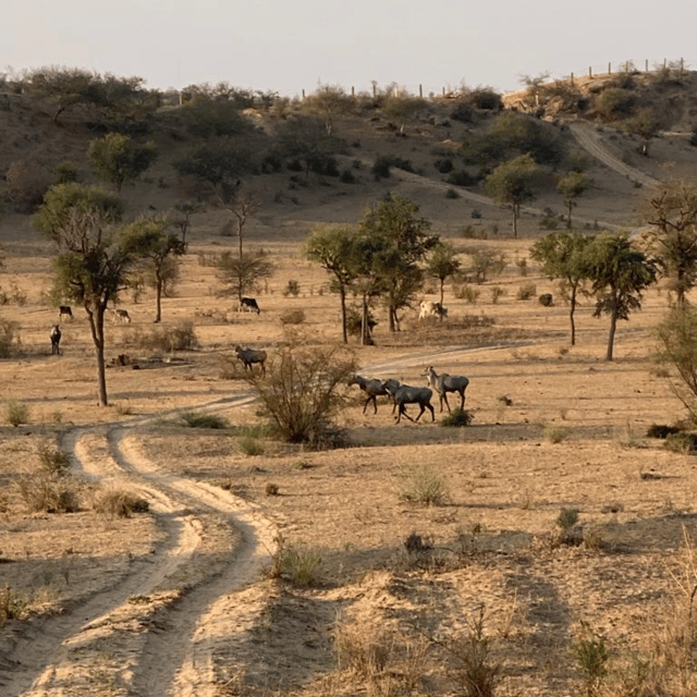 Desert Safari In Jodhpur - The Sum Up