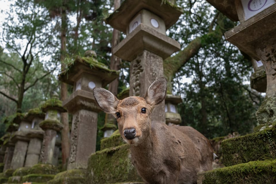 Nara Park and Todai-ji Private Spanish Tour - FAQs  