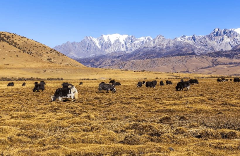 Lijiang Private Tour: Jade Dragon Snow Mountain&Baisha Town - Why This Tour Stands Out