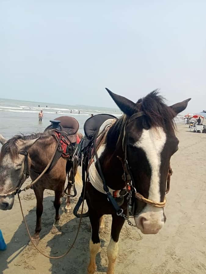 Cartagena: RIDE A HORSE with pick-up at the hotel and return - What Travelers Say