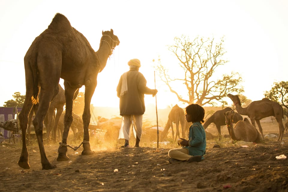 Pushkar: Camel Sunset Safari Adventure - FAQ about the Pushkar Camel Sunset Safari
