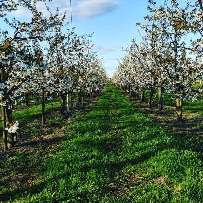 Hamburg Country Side - Altes Land - Who Will Enjoy This Tour Most?