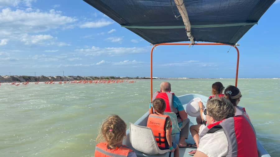 Río Lagartos & Las Coloradas Boat Tour: Flamingos, Mangroves - Who Would Enjoy This Tour?