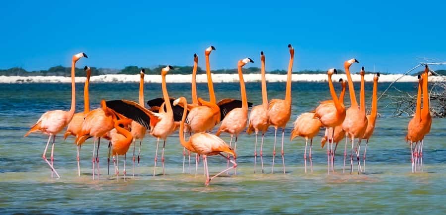 Río Lagartos & Las Coloradas Boat Tour: Flamingos, Mangroves - What It’s Like in Practice