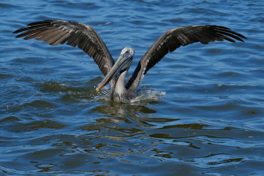 Río Lagartos & Las Coloradas Boat Tour: Flamingos, Mangroves - FAQ