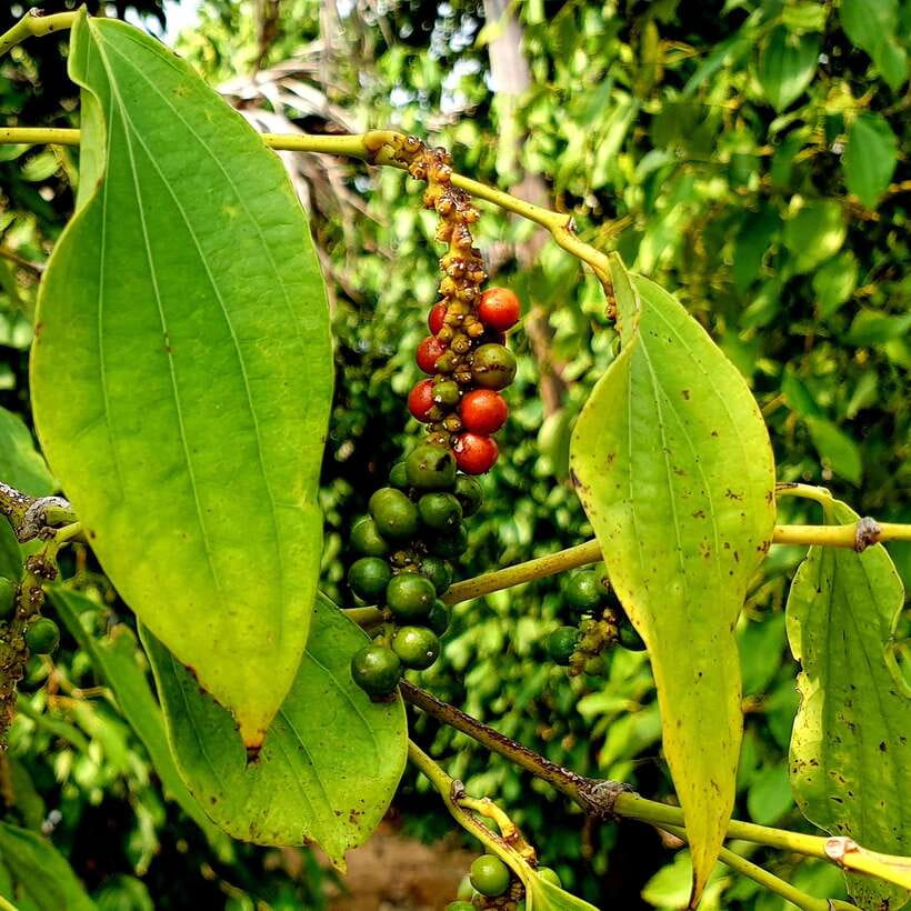 Kampot Day Trip to Pepper Farm, Temple and Salt Field , etc - Who Should Consider This Tour?