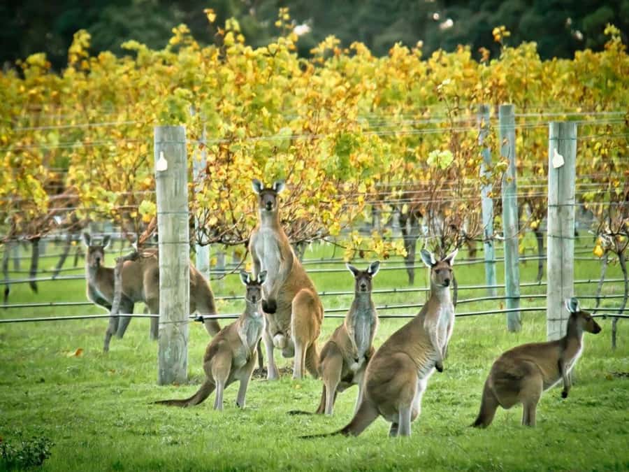 Perth: 7-Day Rottnest Island Tour Package with Accommodation - Exploring Perth and the First Impressions