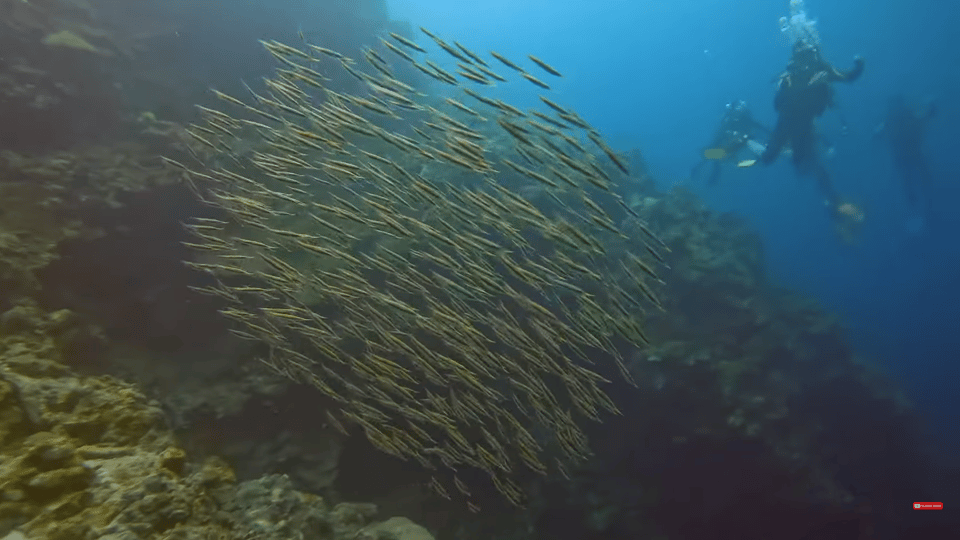 Moalboal : Scuba Diving Sardine Run and Turtle Chasing - FAQ