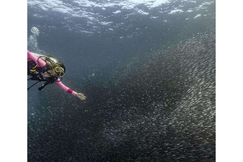 Moalboal : Scuba Diving Sardine Run and Turtle Chasing - Who Will Love This Tour?