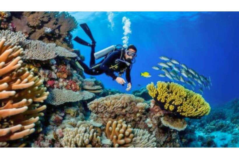 Moalboal : Scuba Diving Sardine Run and Turtle Chasing - In-Depth Look at the Moalboal Tour Experience