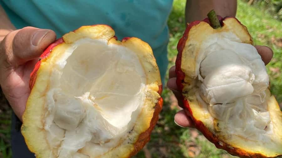 Cocoa and Coffee Farm Tours from Pereira or Armenia - A Taste of Colombia’s Coffee and Cocoa Heritage: The Cocoa and Coffee Farm Tour