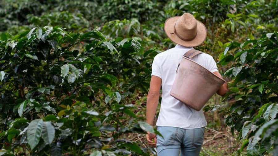 Cocoa and Coffee Farm Tours from Pereira or Armenia - Questions & Answers