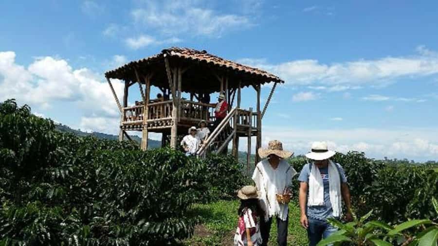 Cocoa and Coffee Farm Tours from Pereira or Armenia - Final Thoughts: Is It Worth It?