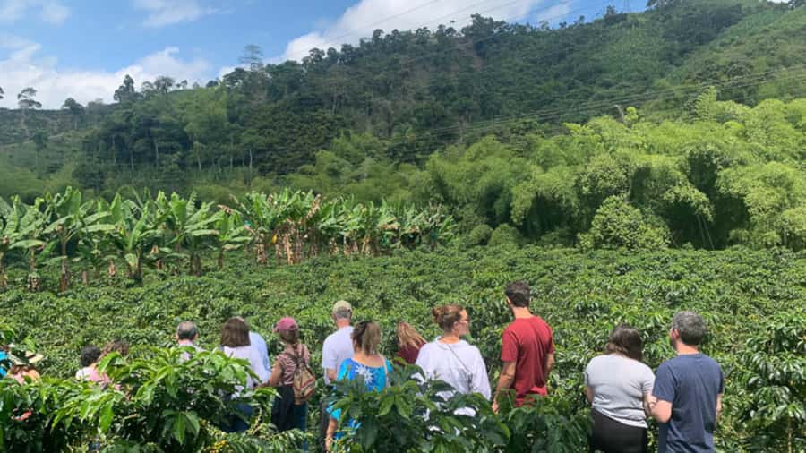 Cocoa and Coffee Farm Tours from Pereira or Armenia - Key Points