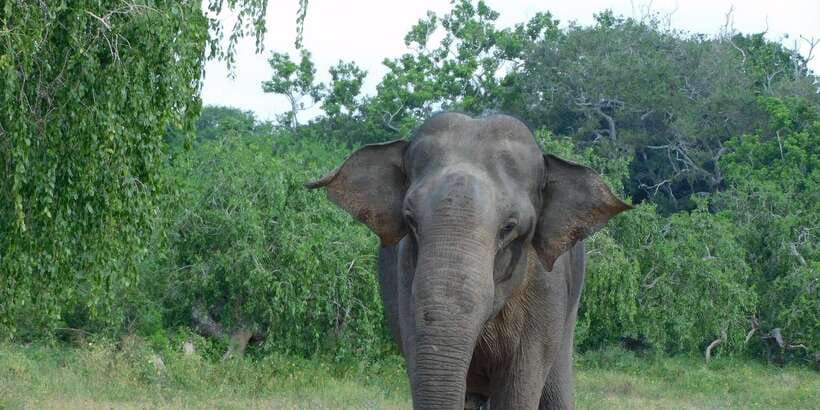 YALA BLOCK 5 & 6 (Weheragala & Lunugamwehera) Safari Tours - Who Should Consider This Safari?