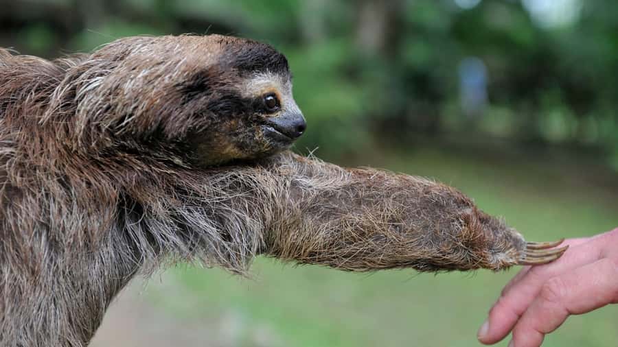 Sloth Search - Key Points