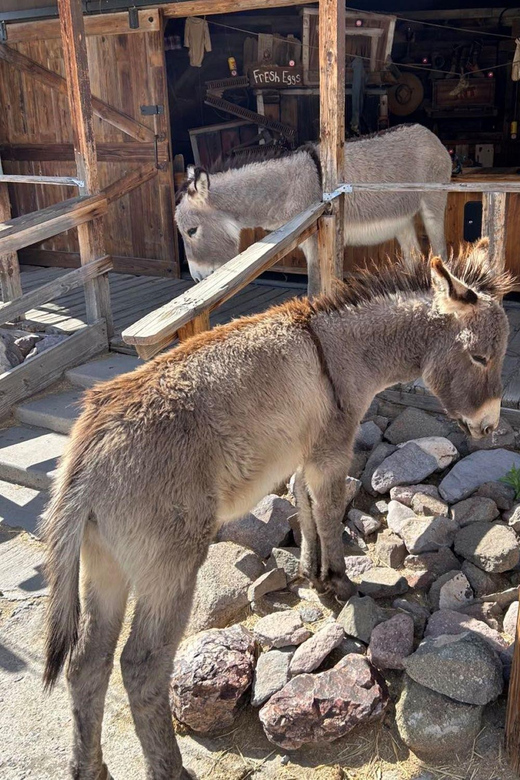 Oatman / RT66 3 in 1 Combo Tour - What Travelers Say