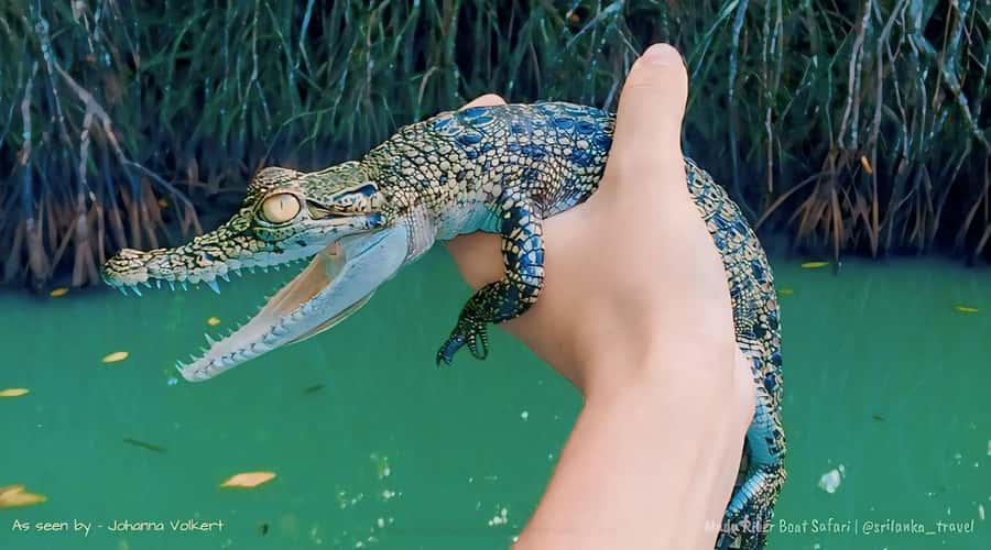 Bentota River Safari -Ahungalla/Bentota/Aluthgama/Kosgoda - The Real Traveler Insights: What You Should Know