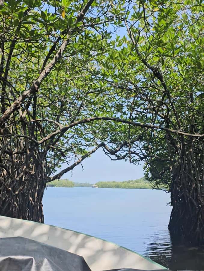 Bentota River Safari -Ahungalla/Bentota/Aluthgama/Kosgoda - Who Should Consider This Tour?