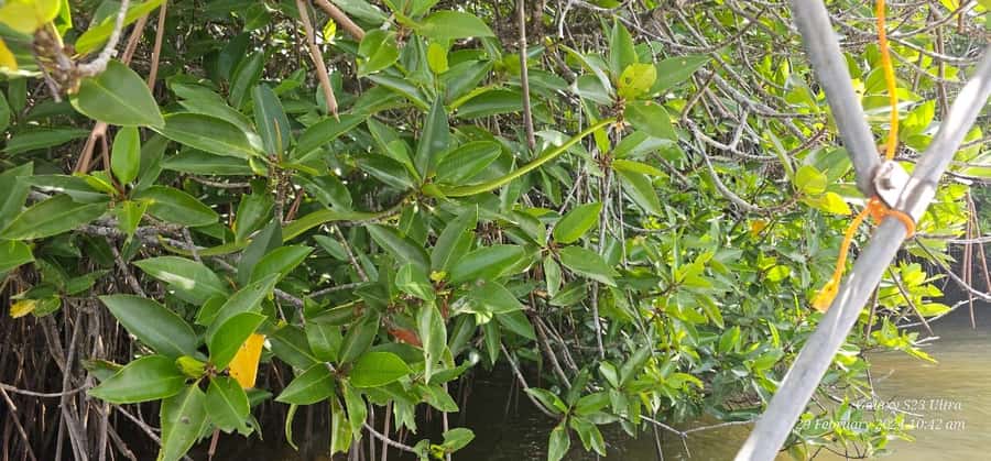 Bentota River Safari -Ahungalla/Bentota/Aluthgama/Kosgoda - The Sum Up