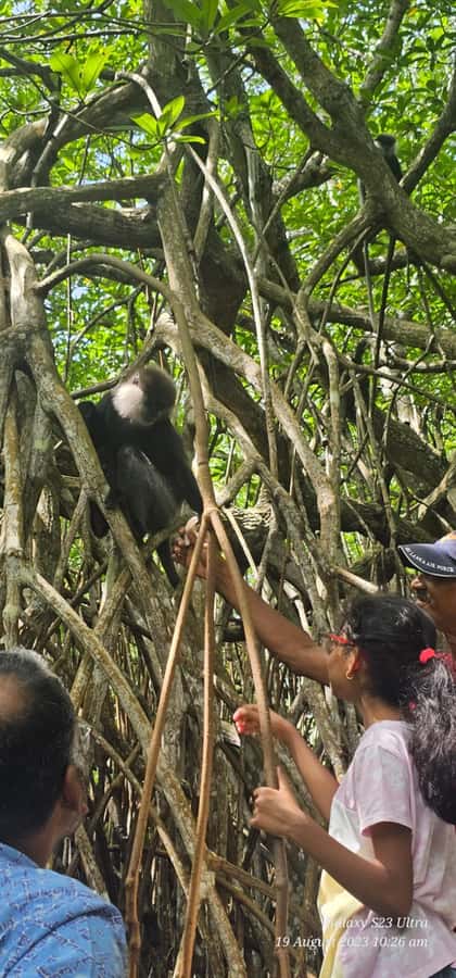 Bentota River Safari -Ahungalla/Bentota/Aluthgama/Kosgoda - Practical Tips for Making the Most of Your Safari