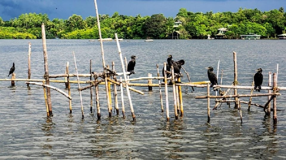 Bentota River Safari -Ahungalla/Bentota/Aluthgama/Kosgoda - Deep Dive into the Wildlife and Environment