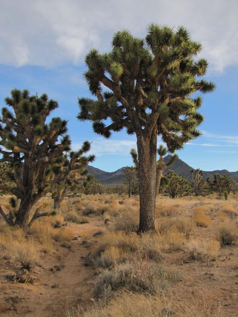 Grand Canyon Hoover Dam and Joshua Tree VIP Small Group Tour - Practical Details and Value