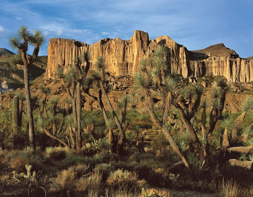 Grand Canyon Hoover Dam and Joshua Tree VIP Small Group Tour - What the Reviews Say
