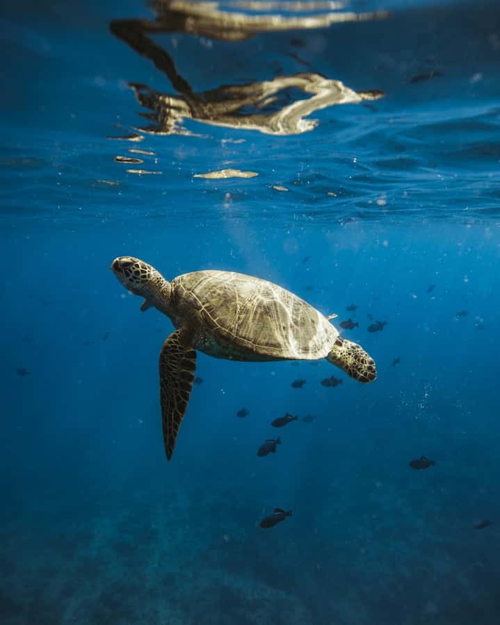 Waikiki: Sea Turtle Snorkeling Boat Tour (6 People Max) - Authentic Insights from Guests’ Reviews